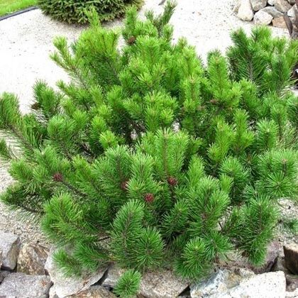 Поиск Сосна горная Мугус (Р9) Pinus mugo Mughus