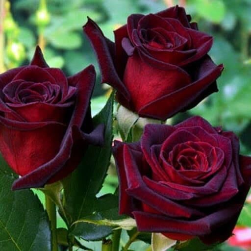 Поиск Роза чайно-гибридная Черная Магия (С3,5) черно-красный Rosa Black Magic