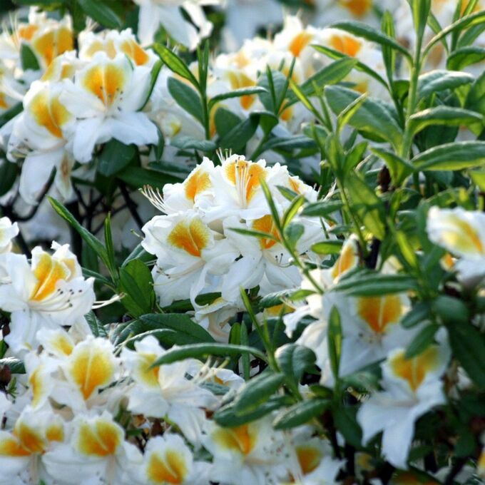 Поиск Азалия гибридная Вайт Мелоди (С2 Н20-30) цветки белые с желтым пятном Azalea hybrida White Melody