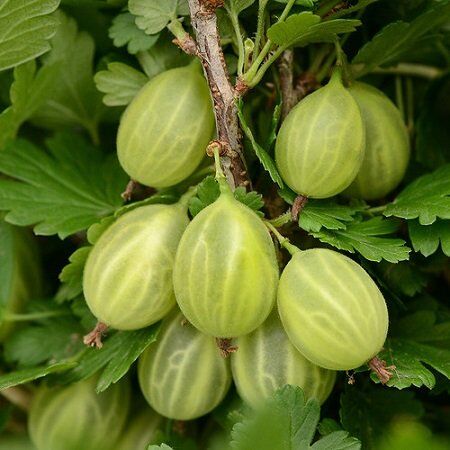 Поиск Крыжовник Уральский изумруд (С2)Ribes uva-crispa Uralskij izumrud
