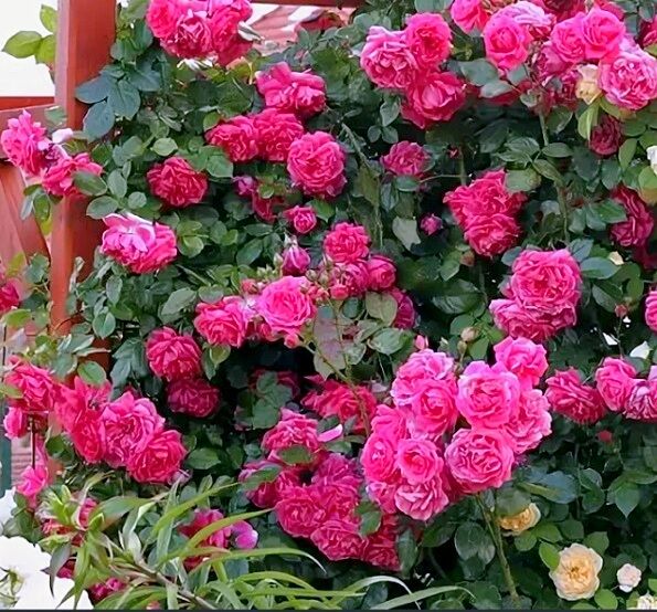 Поиск / Роза плетистая Пинк Клод (С3,5) темно-розовый Rosa Pink Cloud