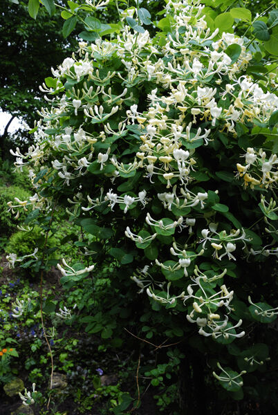 Поиск Жимолость каприфоль (С3) цветки кремово-белые, душистые Lonicera caprifolium