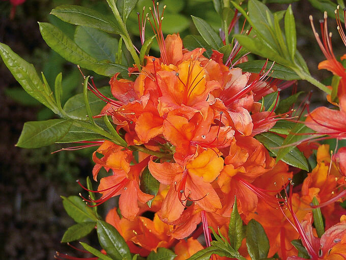 Поиск Азалия гибридная Кокцинеа Специоза (С2 Н20-30) цветки оранжевые Azalea hybrida Coccinea Speciosa