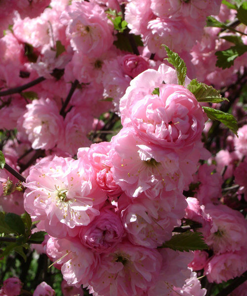 Поиск Миндаль трехлопастной (С3 Н30-40) Цветки розовые, махровые Prunus triloba