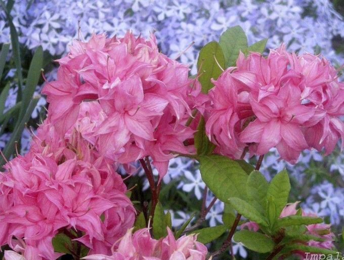 Поиск Азалия гибридная Хоумбуш (С2 Н30-40) цветки розовые, собранные в шаровидные соцветия Azalea hybrida Homebush