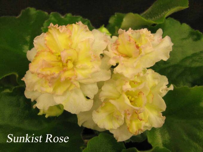 Фиалка желтая роза фото и описание Sunkissed Rose (LLG/D.Herringshaw) Свежесрезанные листы фиалок. Лиственные расте