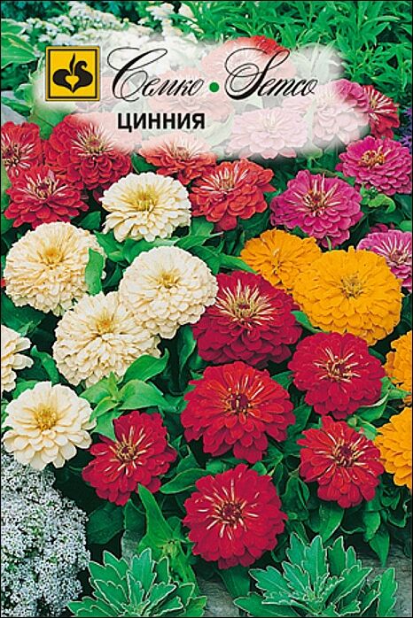 Цинии Мишутка