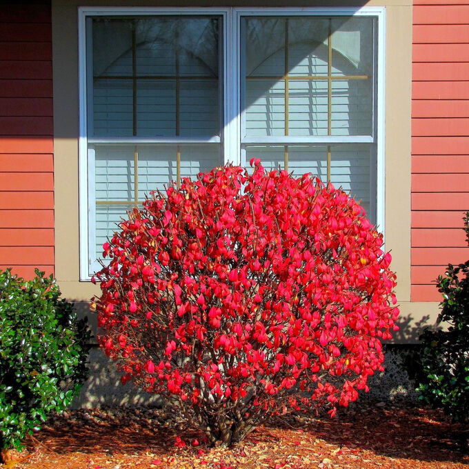 Бересклет Европейский Euonymus europaeu