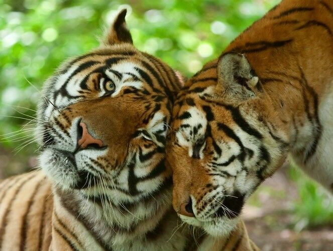 Холст с красками по номерам  &quot;Пара красивых тигров&quot;  30*40 см