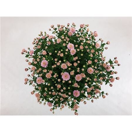 Хризантема ясода темно-розовая