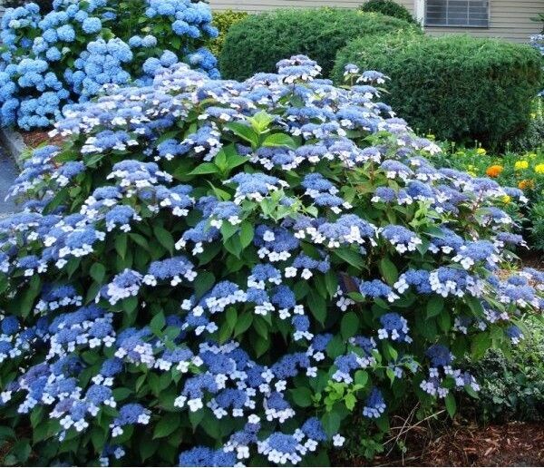 Черешковая гортензия Serrata Blue Bird