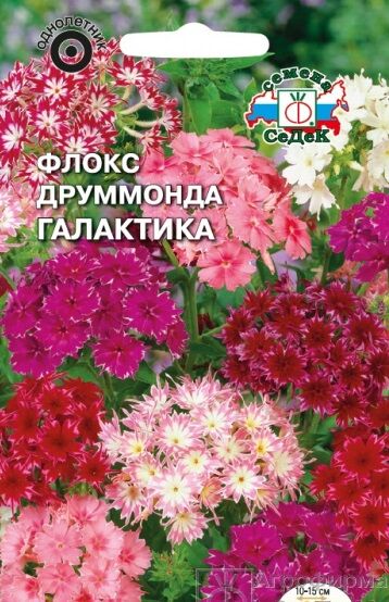 Baizheng Household Уссурийск С Ц Флокс друммонди Галактика звездчатая смесь, 25см, однол 0,1гр Седек/ЦВ