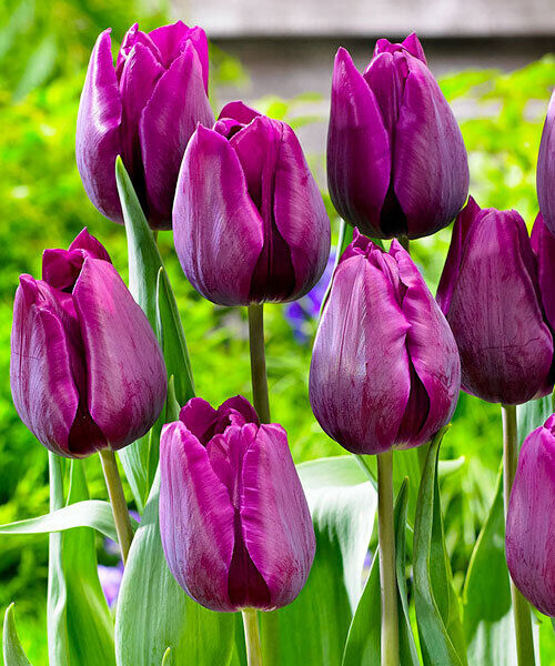 Purple lady тюльпан фото и описание
