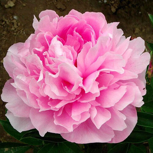 Blooming Life Летящий Журавль