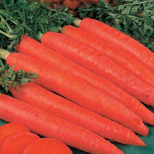 СИМА-ЛЕНД Семена Морковь &quot;Красный великан&quot;, 300 шт.