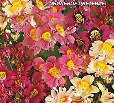 Семена схизантус Крылья ангела