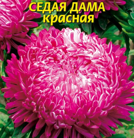 Астра Седая Дама