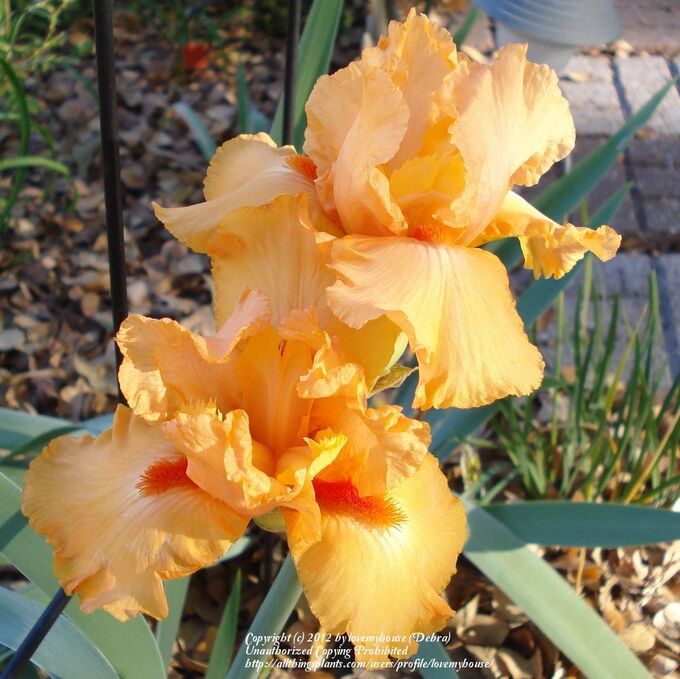 19 2. ирис германский даркнесс. ирис лайт блю. ирис германский блэк найт. ирис бородатый оранж шариот.