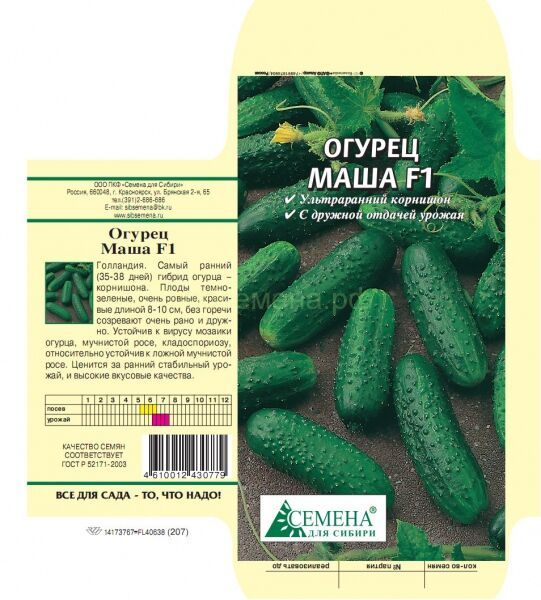 Огурец сорт маша описание сорта фото