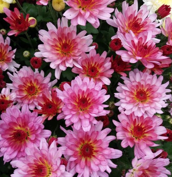 Хризантема Flame bicolor