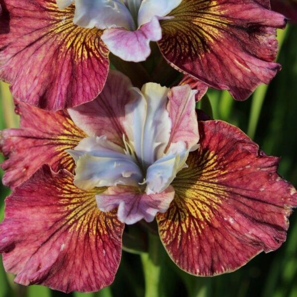 ирис германский амстердам. ирис германский apache warrior. ирис германика best bet. Iris 1. Iris 1.