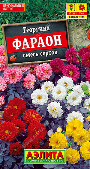 Агрофирма АЭЛИТА Георгина Фараон, смесь сортов