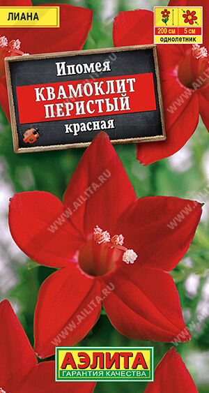 Агрофирма АЭЛИТА И п о м е я  Квамоклит красная