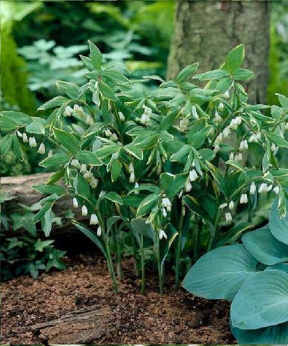 Купена многоцветковая – Polygonatum