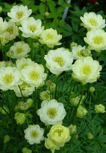 Купальница Alabaster