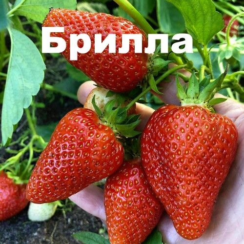 Клубника брилла описание сорта фото отзывы Brilla Рассада клубники скидки до 30%. Плодово-ягодные луковицы, рассада и сажен