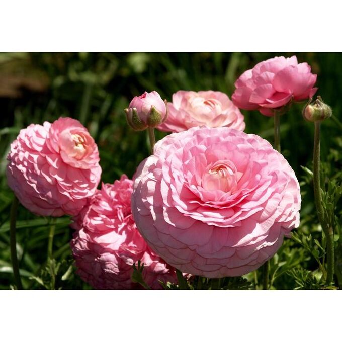 Лютик азиатский Pink