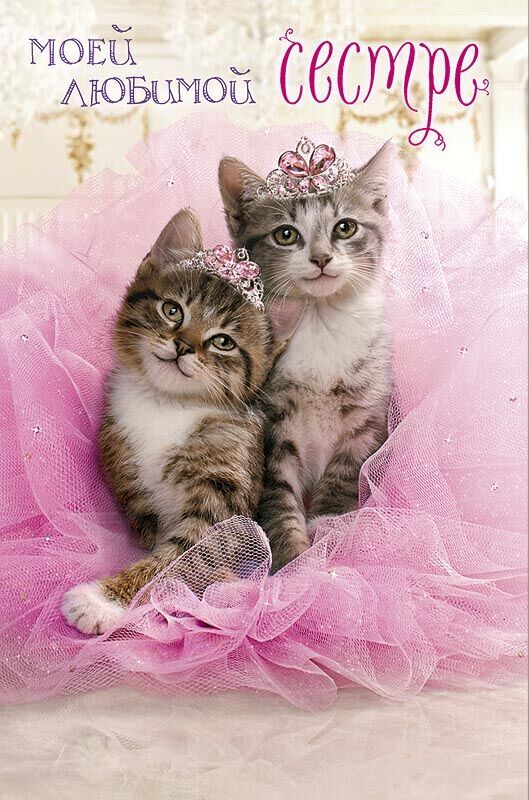 Сестренка кошка. Кошки сестрички. Открытки с котятами. Открытка с днём рождения с котятами. Открытка кошки с днём рождения.