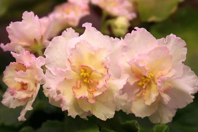 Фиалка желтая роза фото и описание Фиалка Sunkissed Rose (Sorano) УКОРЕНЁННЫЕ ЛИСТЫ ФИАЛОК. Декоративноцветущие рас