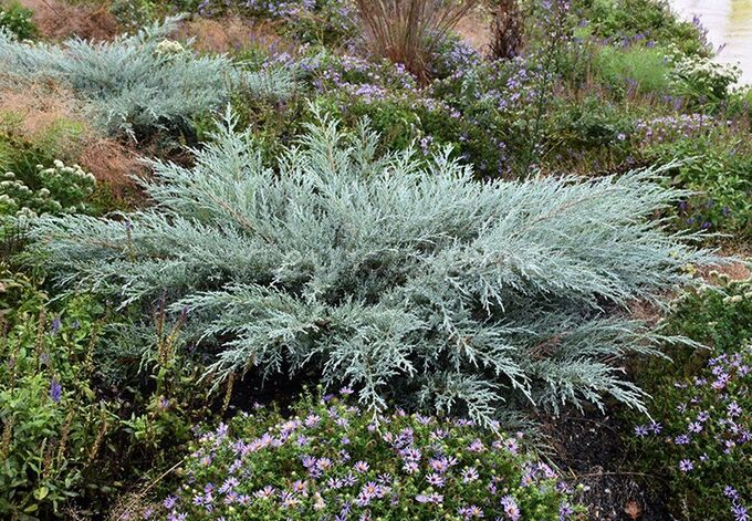 Можжевельник Виргинский (лат. Juniperus virginiana) семена 20шт - купить по выго
