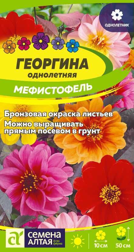 Георгина Мефистофель
