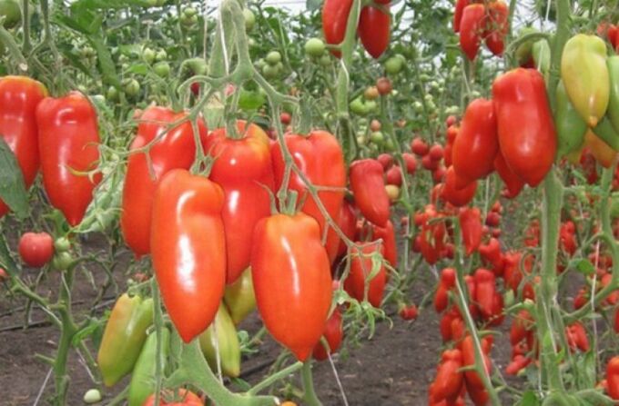 Томаты корнабель описание сорта фото отзывы