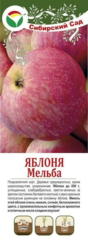 Саженец яблони Мельба - купить с доставкой по выгодным ценам в интернет-магазине