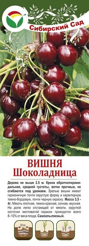 Вишня Шоколадница (крупн/саж с этикеткой) 1шт (Сиб Сад)