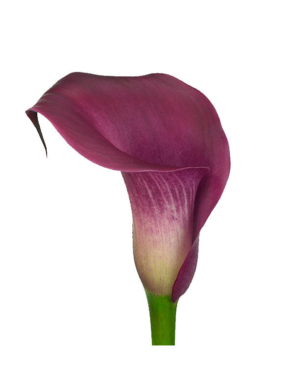 Калла романс. Калла Zantedeschia. Калла (Zantedeschia) Sumatra. Калла (Зантедеския) микс. Калла Ремани Пинк.