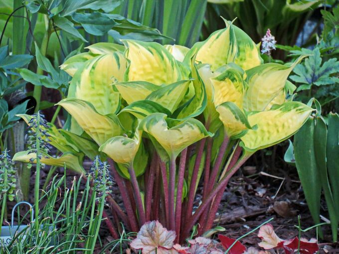 Pin su hostas nel 2024 Piante da giardino, Piante, Bellissimi fiori