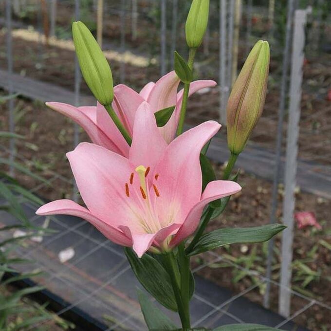 Sunny Robyn ® (Oriental) - Lelie - Van den Bos Flowerbulbs