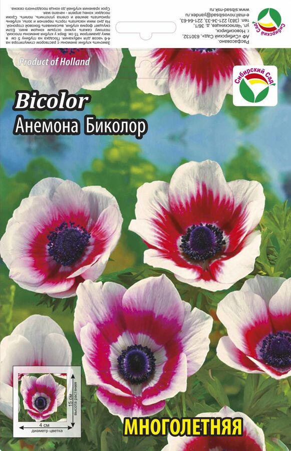 Анемона биколор