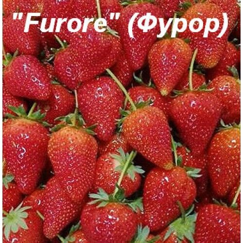 Земляника фурор