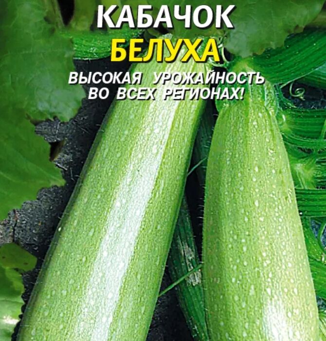 Цукини баклажан патиссон
