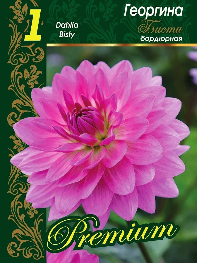 Георгина Блюсетте