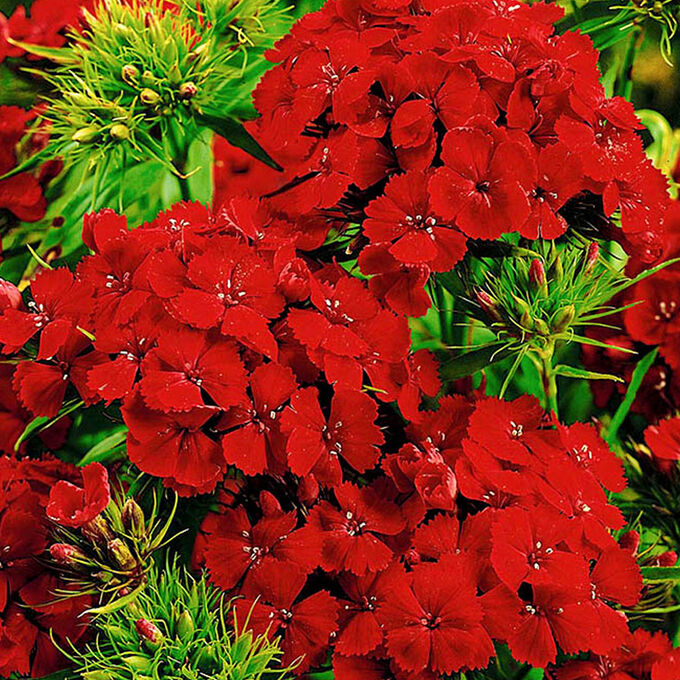 Гвоздика бородатая Dianthus barbatus