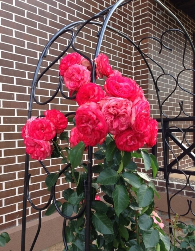 антик antike плетистая роза. роза аттика плетистая. роза антик плетистая. роза аллегро плетистая. роза антик плетистая.