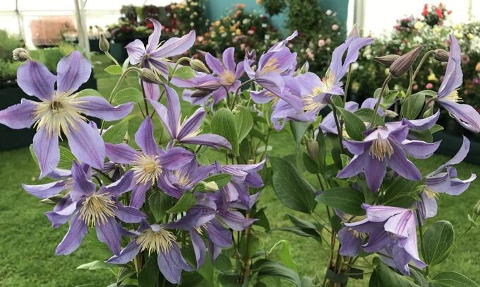 Клематис голубая река фото и описание Клематис Clematis Blue River Tm Zoblueriveraf класс А Морозостойкие Клематисы. Д