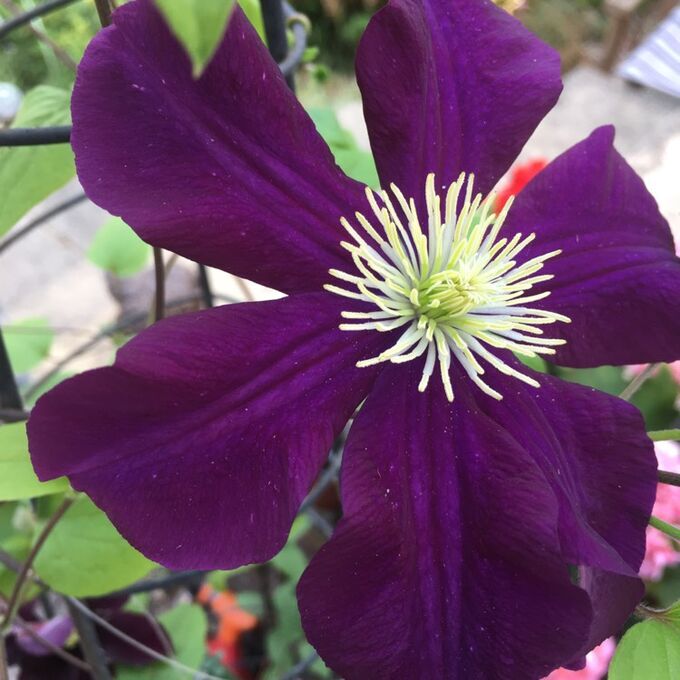 Клематис герои варшавы фото и описание Клематис Clematis The Heroes of Warsaw класс В Морозостойкие Клематисы. Декорати