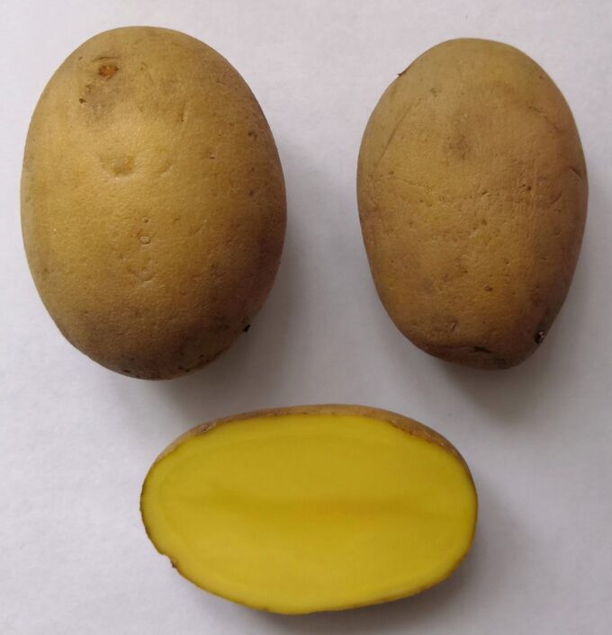 Куплю картофель приморский